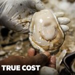 The True Cost Of Losing America’s Wild Oysters